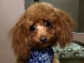 Toy poodle