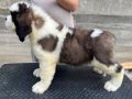 Secereli Saint Bernard 