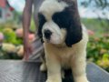 Secereli Saint Bernard 