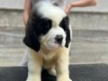 Secereli Saint Bernard 
