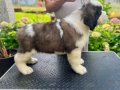 Secereli Saint Bernard 