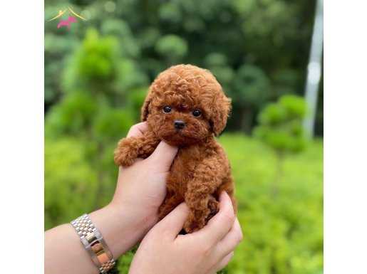 IRK VE SAĞLIK GARANTİLİ TOY POODLE YAVRULARIMIZ