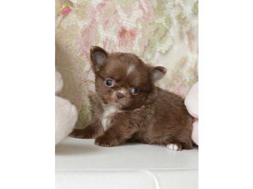 TEACUP ELMA KAFA İRKİNİN EN İYİSİ SAFKAN CHİHUAHUA YAVRUMUZ