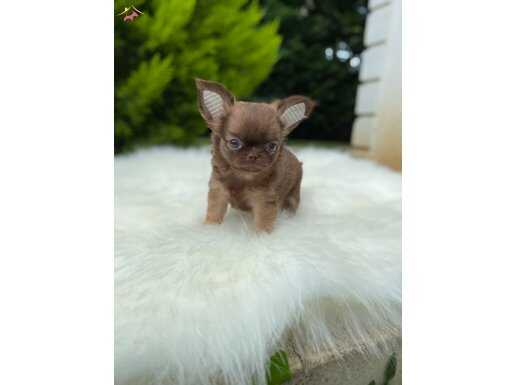 İDDİA EDİYORUZ TURKİYENİN EN UFAK ELMA KAFA YAVRUSU