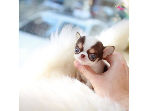 TEACUP XS İRKİNİN EN İYİSİ ELMA KAFA CHIHUAHUA YAVRUMUZ