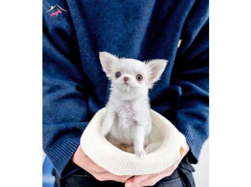 XXS TEACUP MİNİ ELMA KAFA SAFKAN CHİHUAHUA BEBEKLERİMİZ