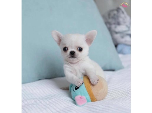 ELMA KAFA XS KARBEYAZ MİNİ CHİHUAHUA BEBEKLERİMİZ