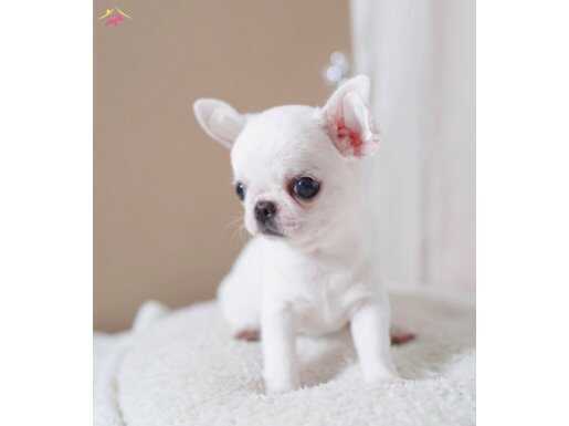 MİNİ TEACUP ELMA KAFA CHİHUAHUA BEBEKLERİMİZ