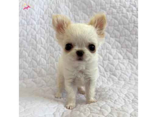 TEACUP DİSİ ERKEK ESSİZ GUZELLİKTE CHİHUAHUA BEBEKLERİMİZ