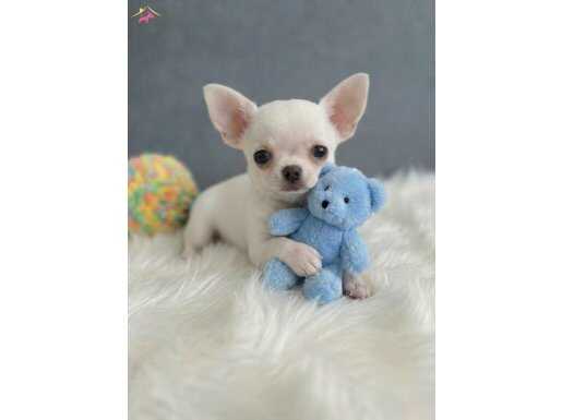 SİZDE IRKININ EN İYİ YAVRULARINA SAHİP OLMAK İSTİYORSANIZ