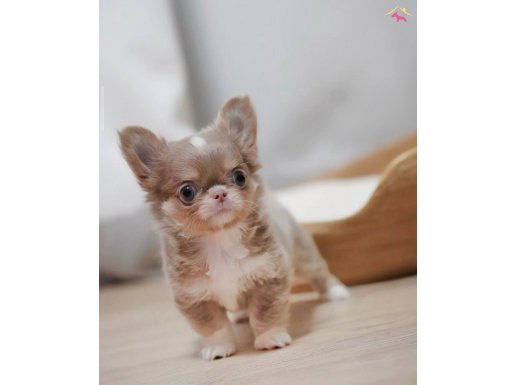 SADECE BİZDE LİLAC TAN TEACUP CHİHUAHUA YAVRUMUZ