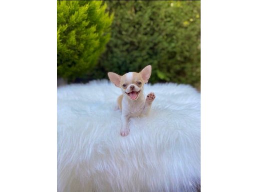 ELMA KAFA XS IRKININ EN UFAK CHİHUAHUA BEBEKLERİ SİZİNLE