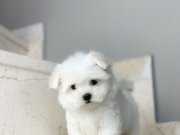 Orjinal 0 Numara Safkan Maltese Terrier Yavrularımız