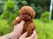 IRK VE SAĞLIK GARANTİLİ TOY POODLE YAVRULARIMIZ