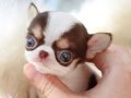 TEACUP XS İRKİNİN EN İYİSİ ELMA KAFA CHIHUAHUA YAVRUMUZ