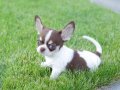KUSURSUZ ANATOMİ TEACUP ELMA KAFA CHIHUAHUA YAVRULARIMIX