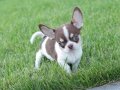 KUSURSUZ ANATOMİ TEACUP ELMA KAFA CHIHUAHUA YAVRULARIMIX