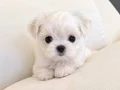 EŞSİZ NADİR RENKTE WHITE MALTİPOO BEBEKLERİMİZ