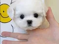 EŞSİZ NADİR RENKTE WHITE MALTİPOO BEBEKLERİMİZ
