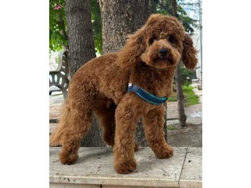 10 Aylık Erkek Poodle