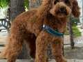 10 Aylık Erkek Poodle