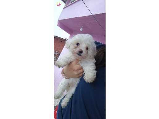 Beyaz Peluş Maltese Terrier Yavruları