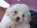Beyaz Peluş Maltese Terrier Yavruları
