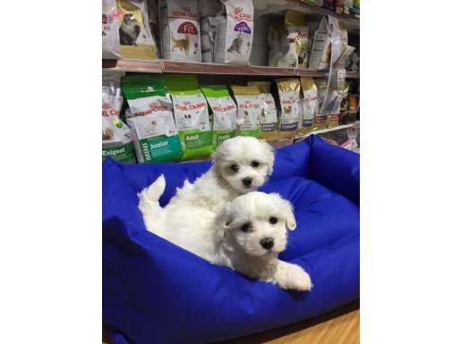 VONALP PET GARANTİLİ MALTESE TERRİER YAVRULAR