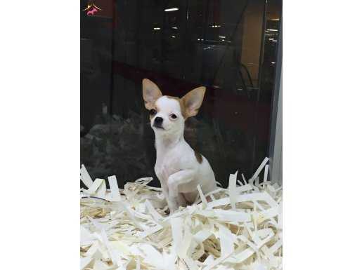 K9 VONALP PET MALL OF İST ŞUBE