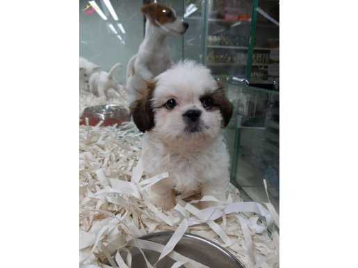 K9 VONALP PET MALL OF İST ŞUBE 
