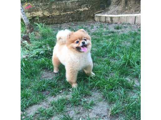 VONALP PET GARANTİLİ POMERANİAN BOO YAVRULAR