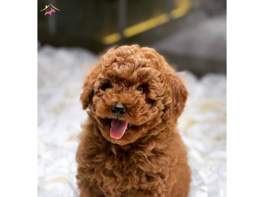 VONALP PET GARANTİLİ TOY POODLE YAVRULAR