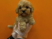 MALTİPOO BEBEKLERİMİZ VONALP PETSHOP GARANTİSİ İLE