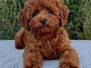  POODLE BEBEKLER VONALP ÇİFTLİKTEN
