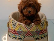 Toy poodle vonalp petshop garantisiyle