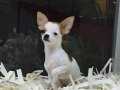K9 VONALP PET MALL OF İST ŞUBE