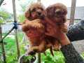 VONALP GARANTİLİ RED BROWN TOY POODLE 500TL İNDİRİMLİ.. 