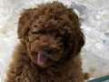 RED BROWN %100 TOY POODLE VONALP ÜRETİM FARKIYLA