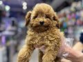  A KALİTE TOY POODLE VONALP PETSHOP GARANTİSİYLE