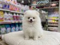 ÖZEL POMERANİAN BOO YAVRULARIMIZ VONALP PETSHOP GARANTİSİ İLE
