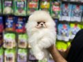 ÖZEL POMERANİAN BOO YAVRULARIMIZ VONALP PETSHOP GARANTİSİ İLE