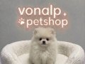 ÖZEL POMERANİAN BOO YAVRULARIMIZ VONALP PETSHOP GARANTİSİ İLE