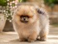 ÖZEL POMERANİAN BOO YAVRULARIMIZ VONALP PETSHOP GARANTİSİ İLE