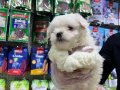 KAR BEYAZ MALTESE TERRİERLER VONALP PETSHOP GÜVENCESİYLE