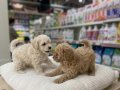 VONALP PETSHOP GARANTİSİ İLE MALTİPOO YAVRULAR