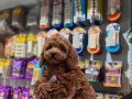  A KALİTE TOY POODLE VONALP PETSHOP GARANTİSİYLE