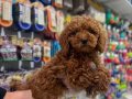  A KALİTE TOY POODLE VONALP PETSHOP GARANTİSİYLE