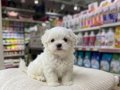 KAR BEYAZ MALTESE TERRİERLER VONALP PETSHOP GÜVENCESİYLE