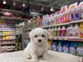KAR BEYAZ MALTESE TERRİERLER VONALP PETSHOP GÜVENCESİYLE
