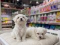 KAR BEYAZ MALTESE TERRİERLER VONALP PETSHOP GÜVENCESİYLE